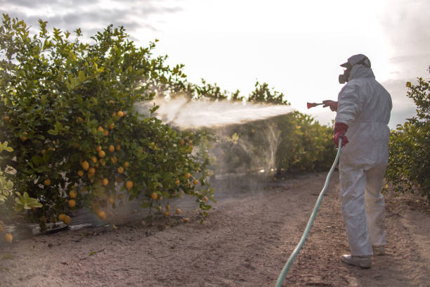 Best Emergency Pest Control  in Pembroke, VA