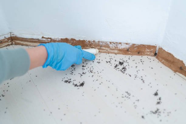 Best Cockroach Control Services  in Pembroke, VA